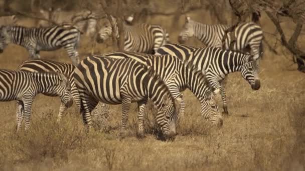 Pianure Zebras Equus Burchelli Pascolo Nelle Praterie Parco Nazionale Tsavo — Video Stock