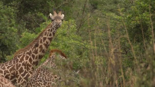 Girafas Giraffa Camelopardalis Parque Nacional Nairobi Quénia — Vídeo de Stock