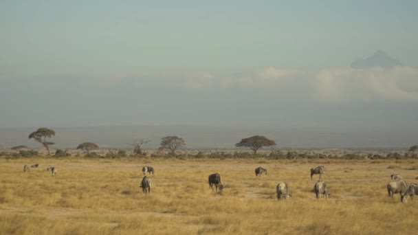 Wildebeest Blu Connochaetes Taurinus Migrazione Pascolo Sulle Pianure — Video Stock