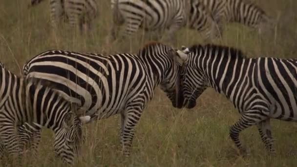 Plains Zebras Equus Burchelli Grazing Grassland Nairobi National Park Kenya — Stock Video