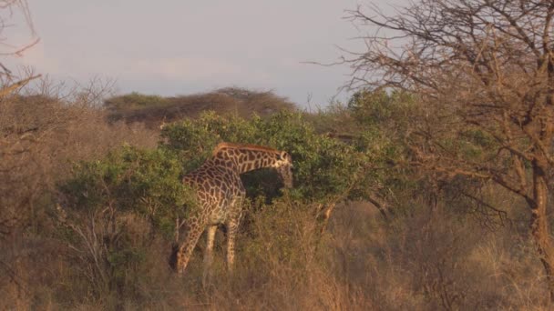 Жираф Ешьте Западном Цаво Кения — стоковое видео