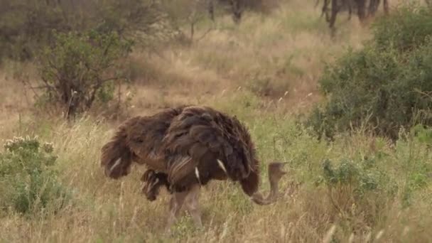 Autruche Struthio Camelus Dans Parc National Tsavo West Kenya — Video