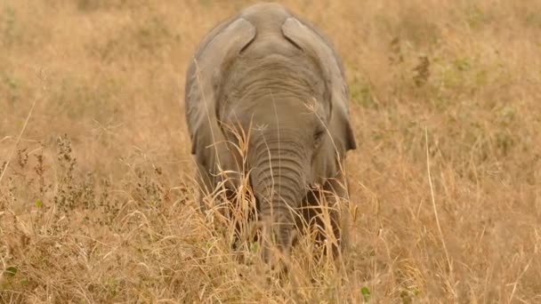 Elefante Africano Loxodonta Africana Una Vaca Elefante Ternera Parque Nacional — Vídeo de stock
