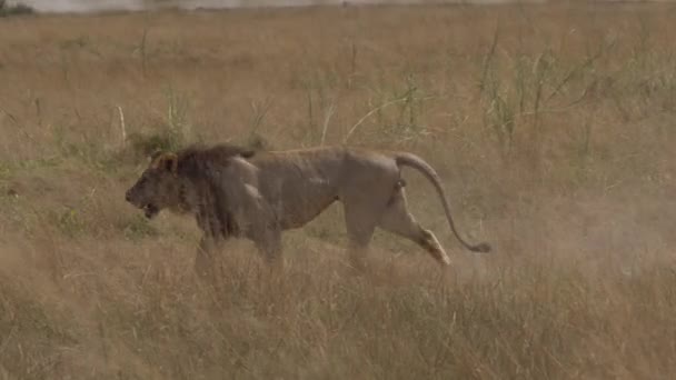 León Africano Panthera Leo Apareamiento Pareja Parque Nacional Amboseli Kenia — Vídeo de stock