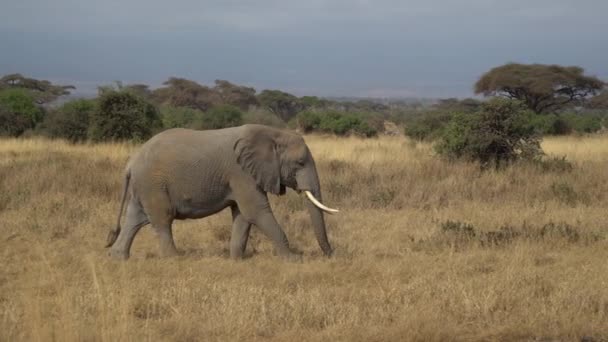 Elefante Africano Loxodonta Africana Lonely Elephant Walking Amboseli National Park — Video Stock