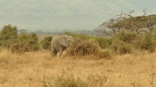 Elefante Africano Loxodonta Africana Elefante Solitario Nel Parco Nazionale Amboseli — Video Stock