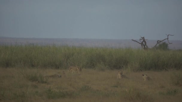 Safari Afrykańskie Lwica Panthera Leo Leżąca Trawie Park Narodowy Amboseli — Wideo stockowe