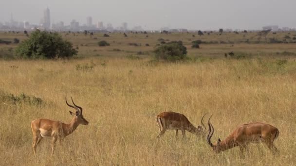 Grupp Impalas Aepyceros Melampus Walking Fields Nairobi National Park Kenya — Stockvideo