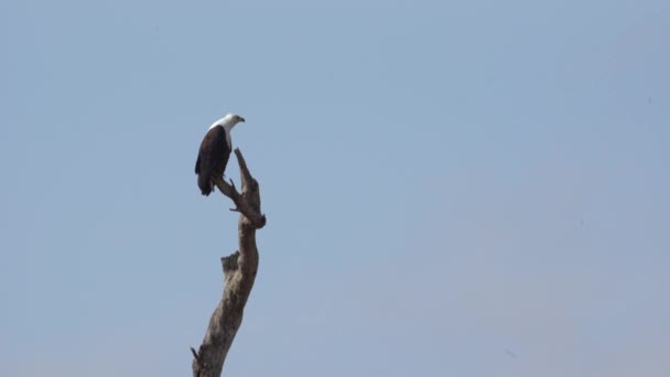 African Fish Eagle Haliaeetus Vocifer Large Species White Brown Eagle — Videoclip de stoc