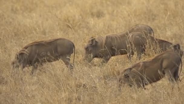 Warthog Phacchoerus Africanus Feeding Amboseli National Park Kenya — ストック動画