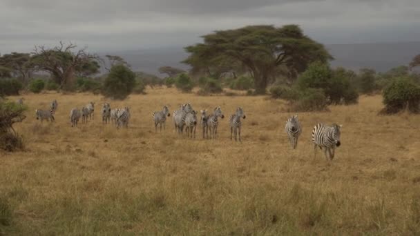 Plains Zebras Equus Burchelli Amboseli National Park Kenya — 비디오