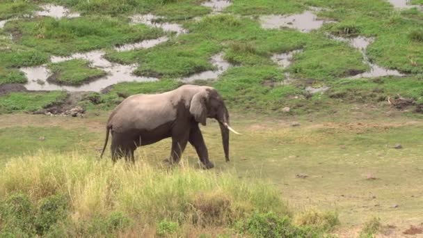 Elefante Africano Loxodonta Africana Amboseli Kenya — Video Stock