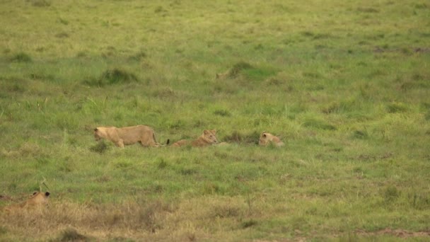 Safari Africain Lionne Panthera Leo Couchée Dans Herbe Parc National — Video