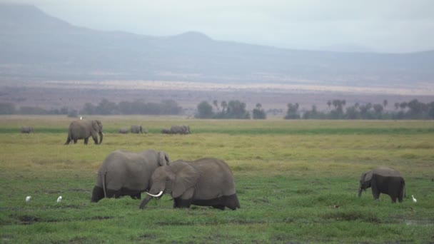Herd African Bush Elephant Loxodonta Africana Het Amboseli National Park — Stockvideo