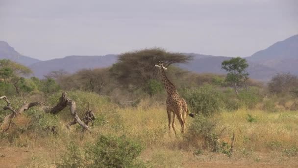 アフリカの野生動物 キリン Giraffa Camelopardalis Tsavo West国立公園 ケニア — ストック動画