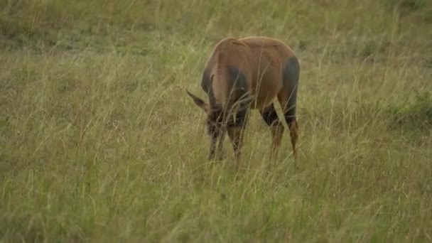 Topi Antilop Damaliscus Lunatus Comer Masai Mara Reserva Caza Kenia — Vídeo de stock