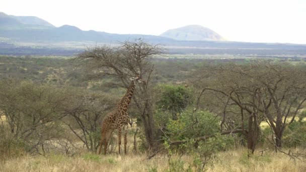 Αφρικανική Άγρια Ζωή Καμηλοπάρδαλη Giraffa Camelopardalis Εθνικό Πάρκο Tsavo West — Αρχείο Βίντεο