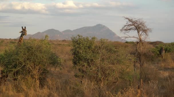 African Wildlife Giraffe Giraffa Camelopardalis Tsavo West National Park Kenya — 비디오