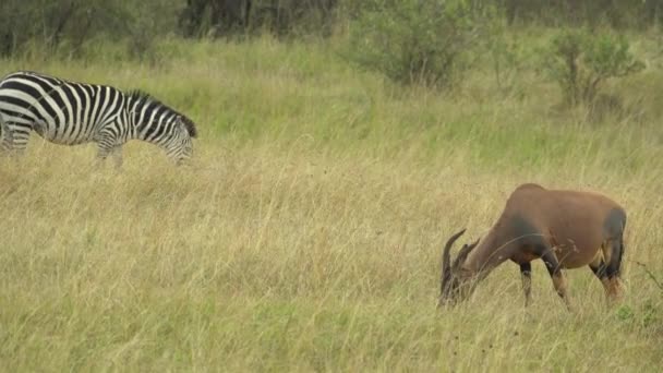 Jedzenie Topi Antilop Damaliscus Lunatus Masai Mara Game Reserve Kenia — Wideo stockowe