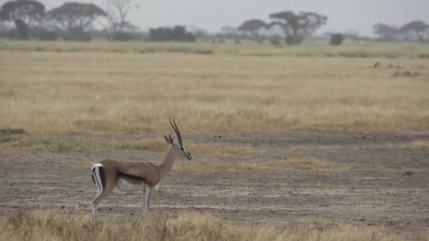 Grant Gazelle Gazella Granti Amboseli National Park Kenya — стокове відео