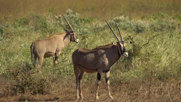 Gemsbok Antelopes Oryx Gazella Tsavo West National Park Kenya — 비디오