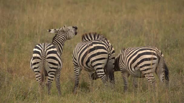 Pianura Zebras Equus Burchelli Pascolo Nelle Praterie Parco Nazionale Nairobi — Video Stock