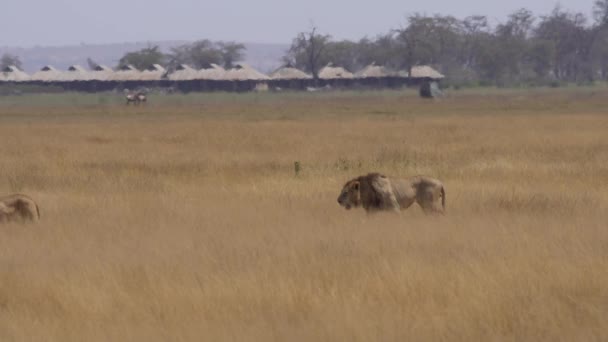 Safari Africano Leonessa Panthera Leo Parco Nazionale Amboseli Kenya — Video Stock