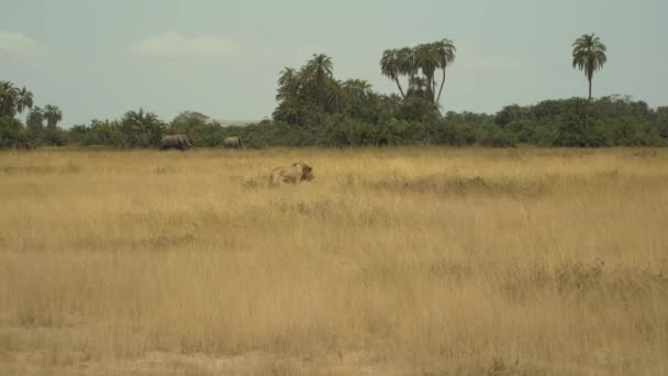アフリカのサファリ ライオン パンサレオ 草の上に横たわる アンボゼリ国立公園 ケニア — ストック動画