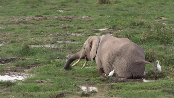 Afrikansk Elefant Loxodonta Africana Badning — Stockvideo