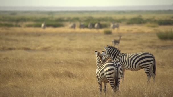 Llanuras Cebras Safari Parque Nacional Amboseli Kenia — Vídeo de stock