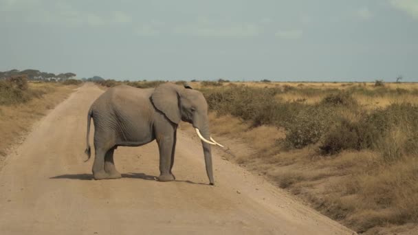 Elefante Africano Loxodonta Africana Nel Parco Nazionale Amboseli Kenya — Video Stock