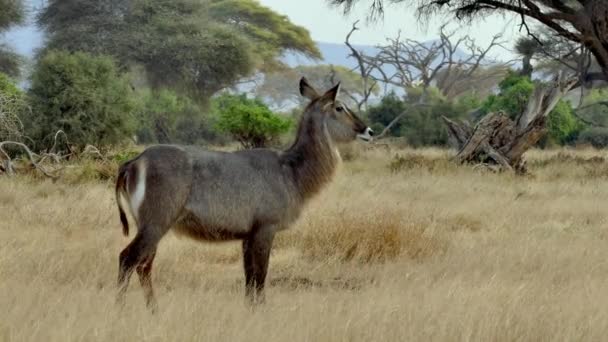 Kobus Ellipsiprymnus Afrykańskiej Savannah Park Narodowy Amboseli Kenia — Wideo stockowe