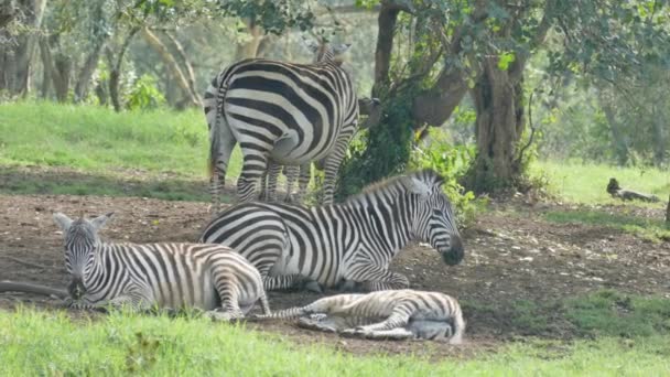 Plain Zebra Parco Nazionale Del Lago Nakuru Kenya — Video Stock