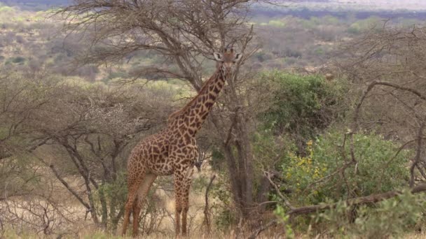 Plains Zebras Equus Burchelli Parque Nacional Nairobi Kenia — Vídeo de stock