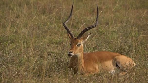 Impala Aepyceros Melampus Parque Nacional Nairobi Kenia — Vídeo de stock