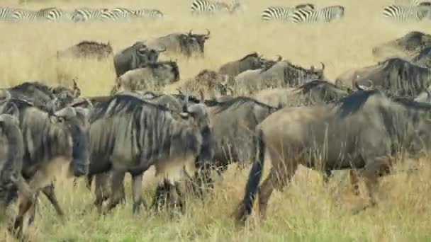 Blue Wildebeest Connochaetes Inrinus Herd Walking Масаи Мара — стоковое видео
