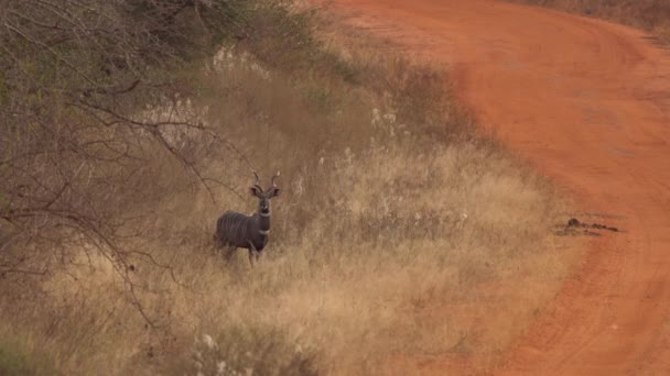 Большой Куду Tragelaphus Strepsiceros Западном Национальном Парке Цаво Кения — стоковое видео