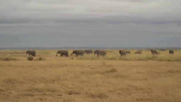 Elefante Africano Loxodonta Africana Famiglia Nelle Praterie Parco Nazionale Amboseli — Video Stock