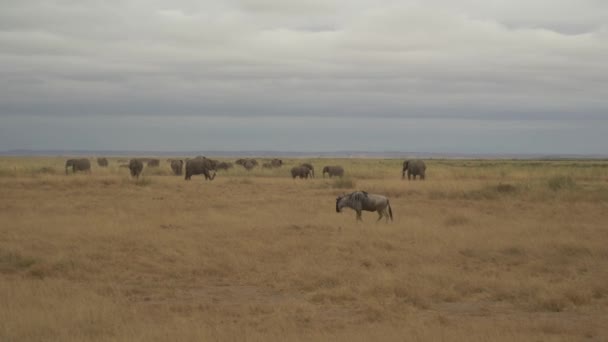 Famille Éléphant Afrique Loxodonta Africana Dans Les Prairies Parc National — Video