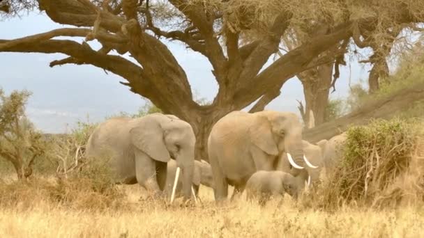 Elefante Africano Loxodonta Africana Familia Pastizales Parque Nacional Amboseli — Vídeo de stock