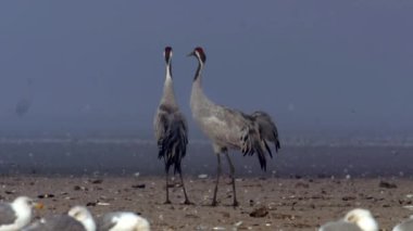 Turnalar - Yakın, Orta Avrupa