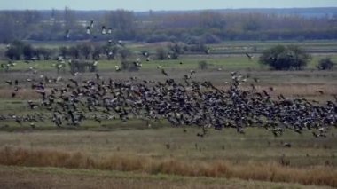 Turnalar - Yakın, Orta Avrupa