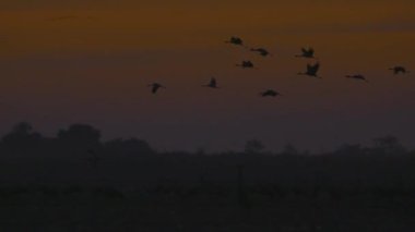 Turnalar Düzen Uçuşu, Göçmen Kuşu, Grus Grus, Yavaş Hareket Görüntüsü