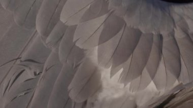 Beyaz Kuyruklu Kartal Haliaeetus Albicilla, yavaş çekim