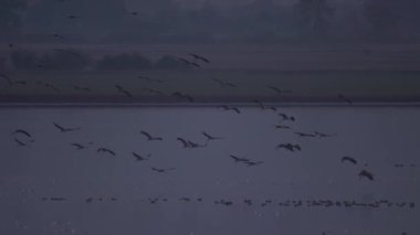 Turnalar Düzen Uçuşu, Göçmen Kuş, Grus Grus,