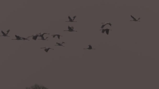 Żurawie Locie Ptaki Latanie Latanie — Wideo stockowe