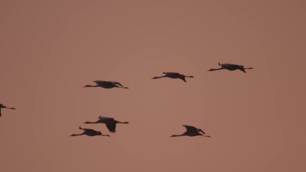 飞行中的鹤 — 图库视频影像