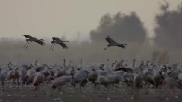 Guindastes Voo Pássaros Voar Voar Imagem Câmera Lenta — Vídeo de Stock