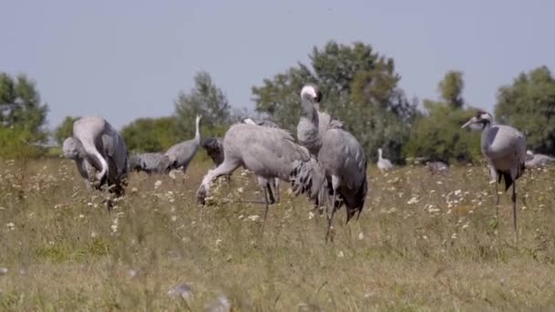 Aves Comuns Guindaste Hortobagy Hungria — Vídeo de Stock