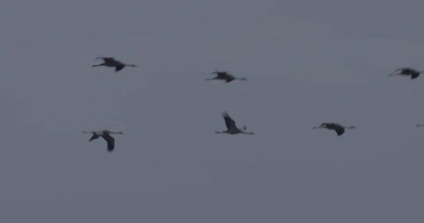 Jeřábi Létající Formaci Letu Stěhovavý Pták Grus Grus — Stock video